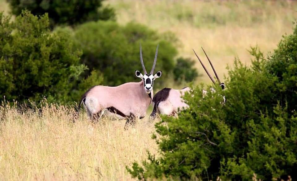Letsatsi Game Lodge Smithfield Exterior foto